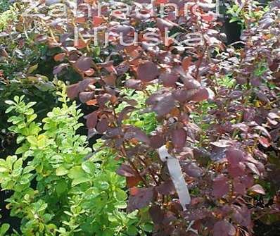 dřišťál - Berberis thunbergii 'Atropurpurea'