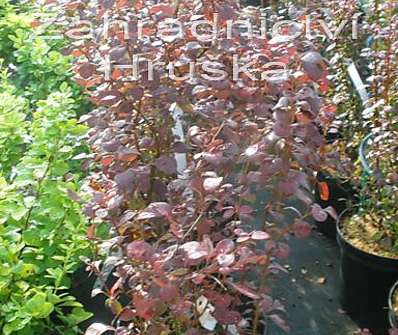 dřišťál - Berberis thunbergii 'Atropurpurea'