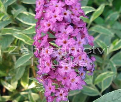 komule - Buddleja davidii 'Harlequin'