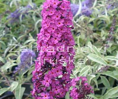 komule - Buddleja davidii 'Harlequin'