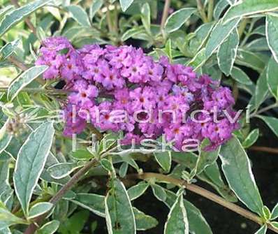 komule - Buddleja davidii 'Harlequin'