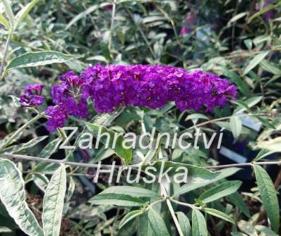 komule - Buddleja davidii 'Harlequin'