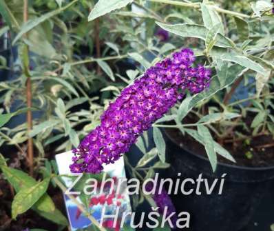 komule - Buddleja davidii 'Harlequin'