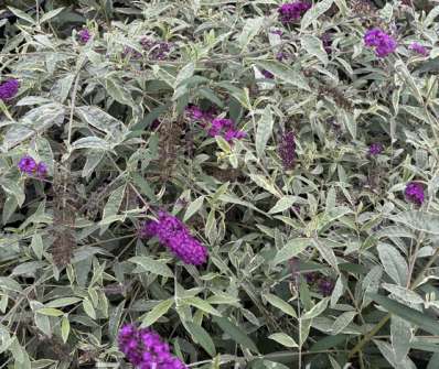 komule - Buddleja davidii 'Harlequin'