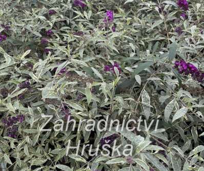 komule - Buddleja davidii 'Harlequin'