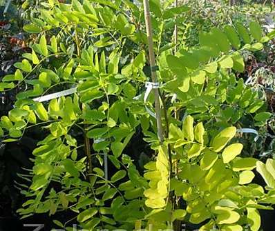 akát - Robinia pseudoacacia 'Frisia'