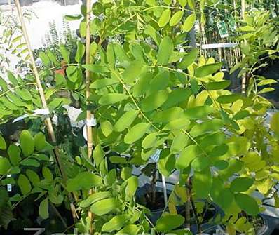 akát - Robinia pseudoacacia 'Frisia'