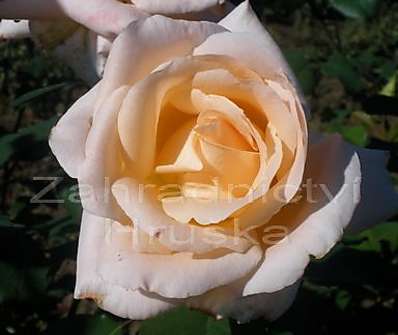Růže Monika Scholle