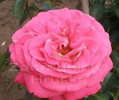 Růže Cantilena Bohemica