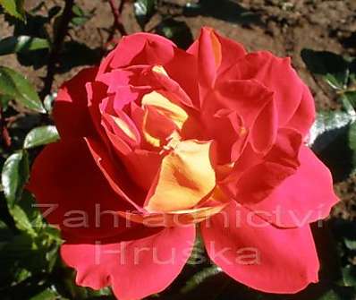 Růže Sultane