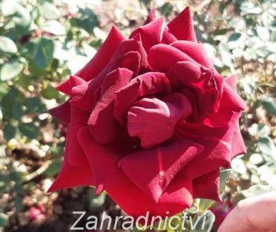 Růže Norita