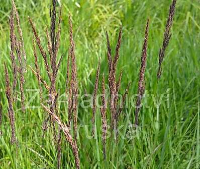 třtina - Calamagrostis acutiflora 'Overdam'