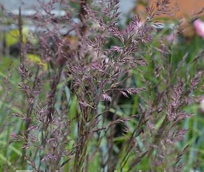 třtina - Calamagrostis acutiflora 'Overdam'