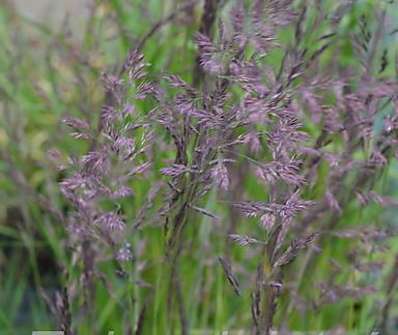 třtina - Calamagrostis acutiflora 'Overdam'