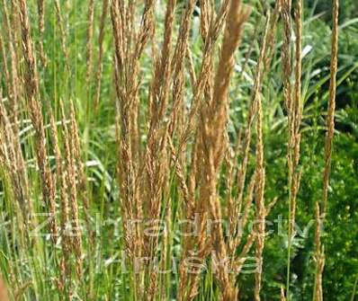 třtina - Calamagrostis acutiflora 'Overdam'