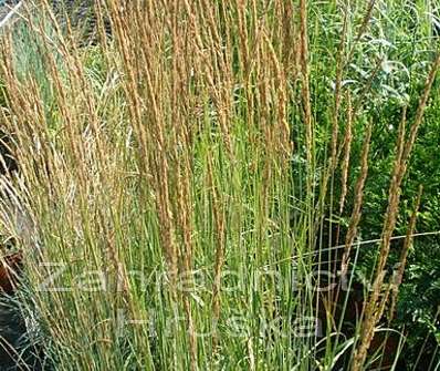 třtina - Calamagrostis acutiflora 'Overdam'