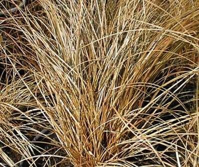 ostřice - Carex comans 'Bronsvorm'