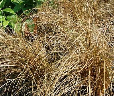 ostřice - Carex comans 'Bronsvorm'