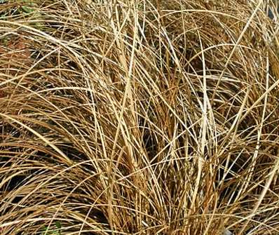ostřice - Carex comans 'Bronsvorm'