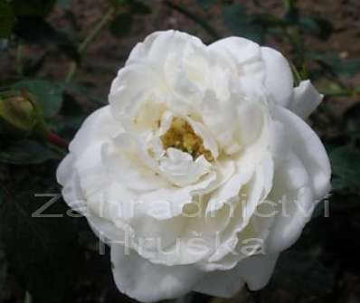Růže White New Dawn