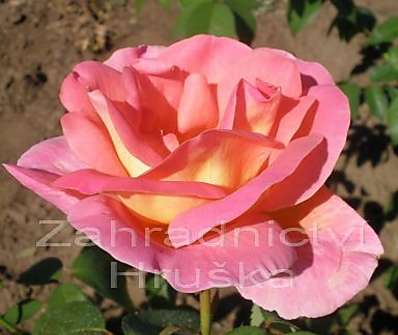 .Růže pnoucí v sortimentu