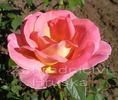 .Růže pnoucí v sortimentu