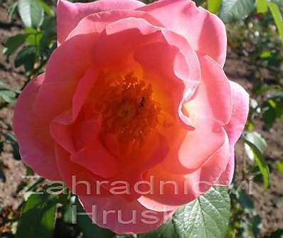 .Růže pnoucí v sortimentu