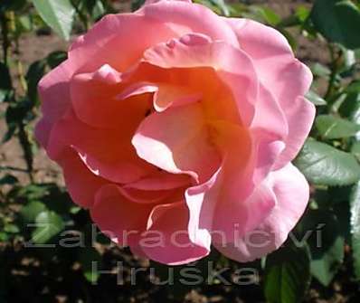 .Růže pnoucí v sortimentu