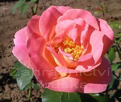 .Růže pnoucí v sortimentu