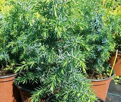 jalovec - Juniperus communis 'Mayer'