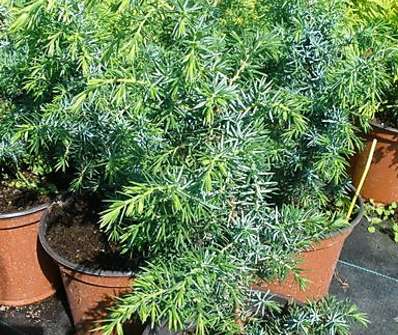 jalovec - Juniperus communis 'Mayer'