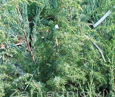 jalovec - Juniperus communis 'Mayer'