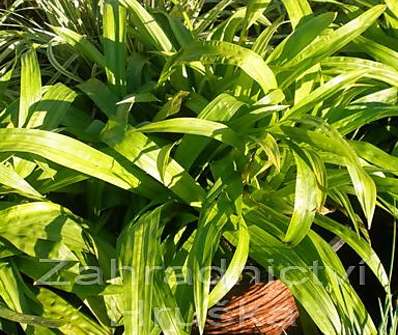 ostřice - Carex plantaginea