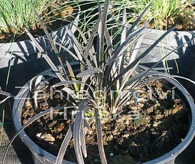 sedoulek - Ophiopogon planiscapus 'Nigerescens'
