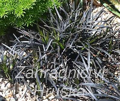 sedoulek - Ophiopogon planiscapus 'Nigerescens'
