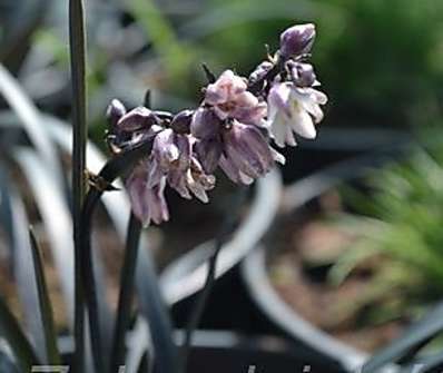 sedoulek - Ophiopogon planiscapus 'Nigerescens'