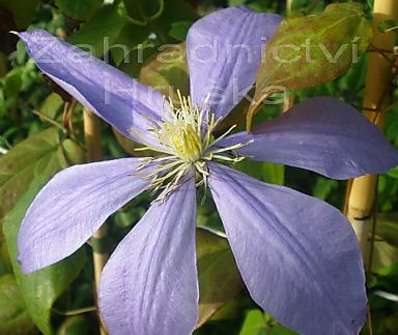 plamének - Clematis 'Countess of Lovelace'