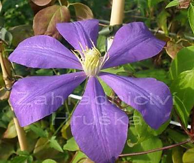 plamének - Clematis 'Countess of Lovelace'