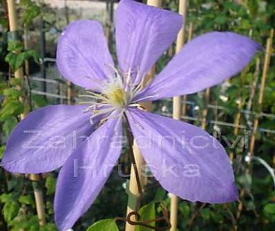 plamének - Clematis 'Countess of Lovelace'