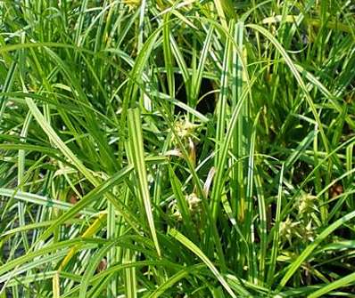 ostřice - Carex Grayi