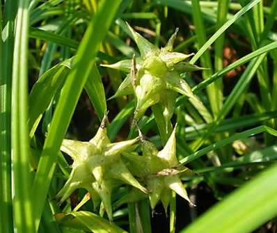 ostřice - Carex Grayi