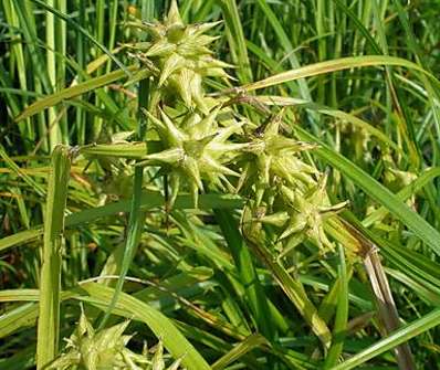 ostřice - Carex Grayi