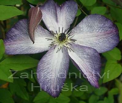 plamének - Clematis 'Venosa Violacea'