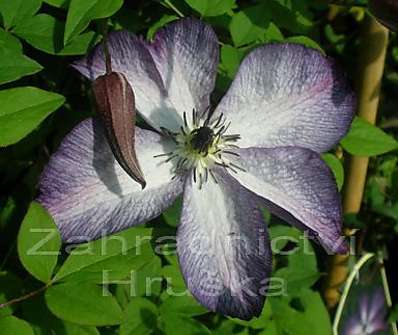 plamének - Clematis 'Venosa Violacea'