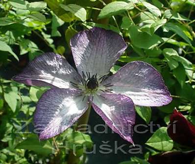 plamének - Clematis 'Venosa Violacea'