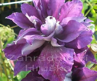 plamének - Clematis 'Shin - shigyoku'