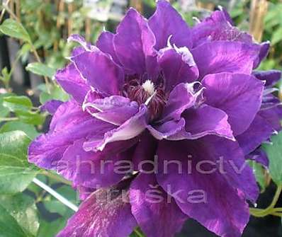 plamének - Clematis 'Shin - shigyoku'