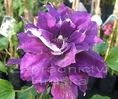 plamének - Clematis 'Shin - shigyoku'