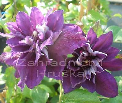 plamének - Clematis 'Shin - shigyoku'
