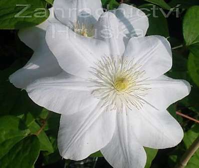 plamének - Clematis 'Maria Boiselot' ('Madame Le Coultre')